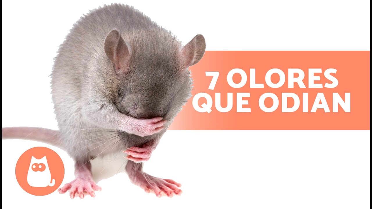 7 OLORES que ODIAN los RATONES y las RATAS 🐀❌ &iexcl;No los soportan!