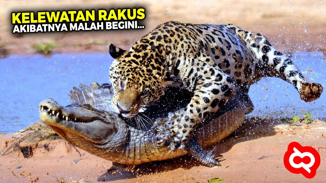 Ketika Pemangsa Berubah Jadi Mangsa! Begini Pertarungan Sengit Hewan Predator di Alam Liar