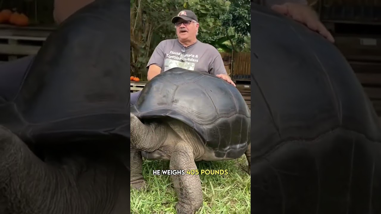 Сесил, наша гигантская черепаха Альдабра 🐢