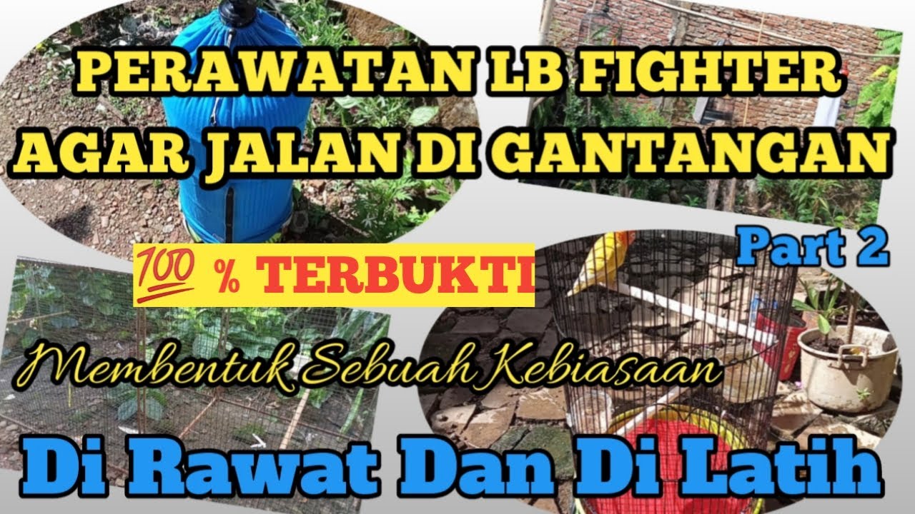 PERAWATAN LOVEBIRD FIGHTER AGAR JALAN DI GANTANGAN Part 2