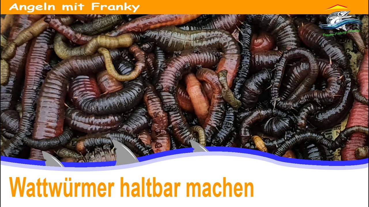 Wattwürmer 