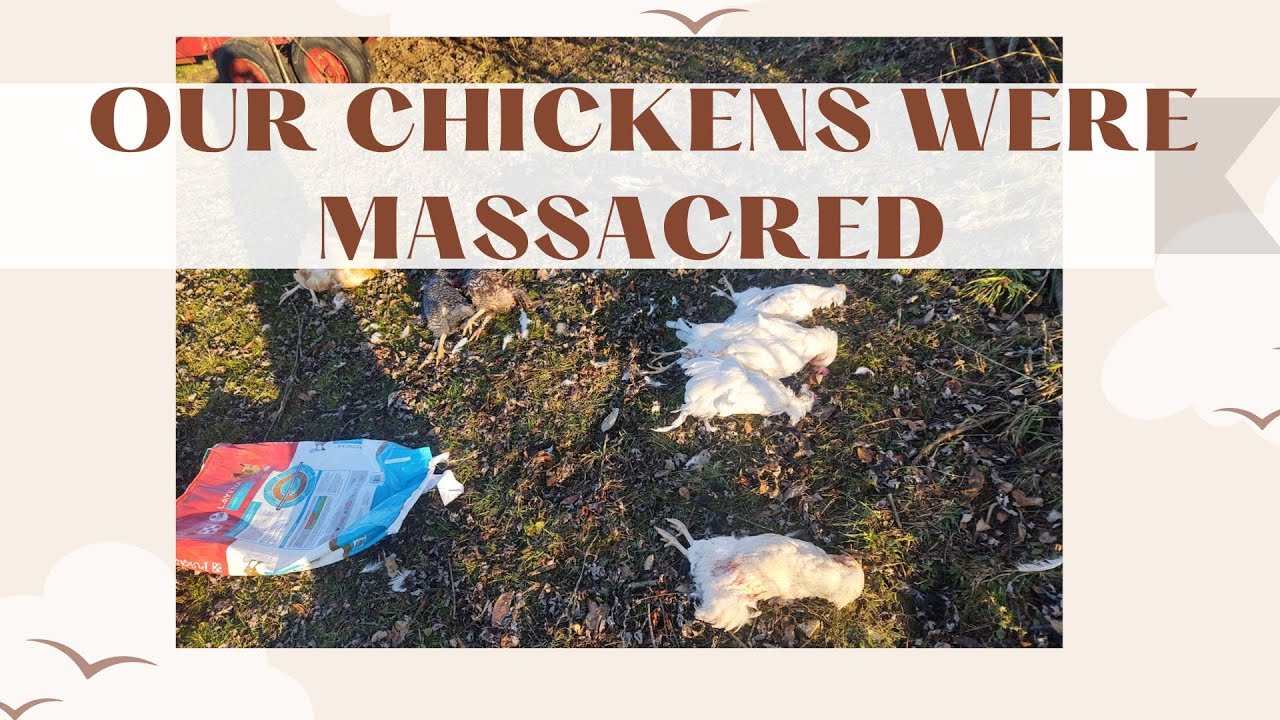 MURDERED CHICKENS -Farm Catastrophe