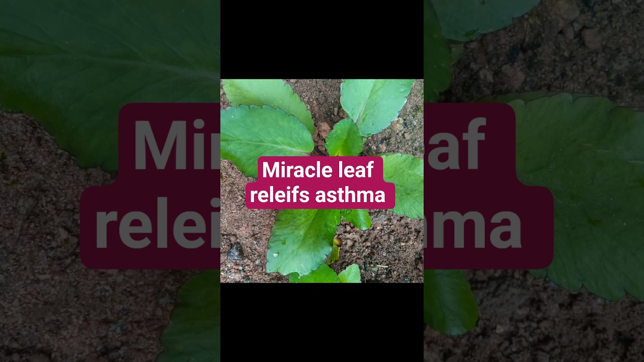 Garden update : Miracle leaf / Kalanchoe pinnata, also known as Leaf of Life, and other names.