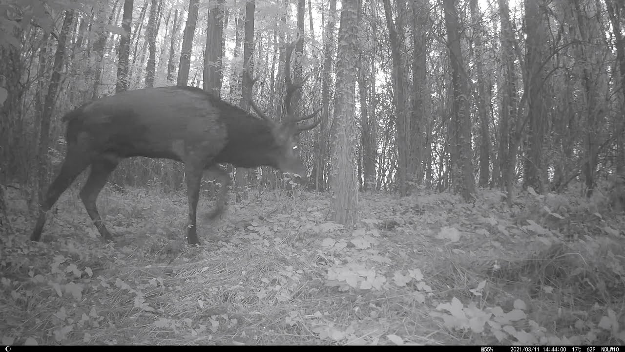 Wildkamera Spätsommer 2025 Waldgrundstück Ungarn #Ungarn 226