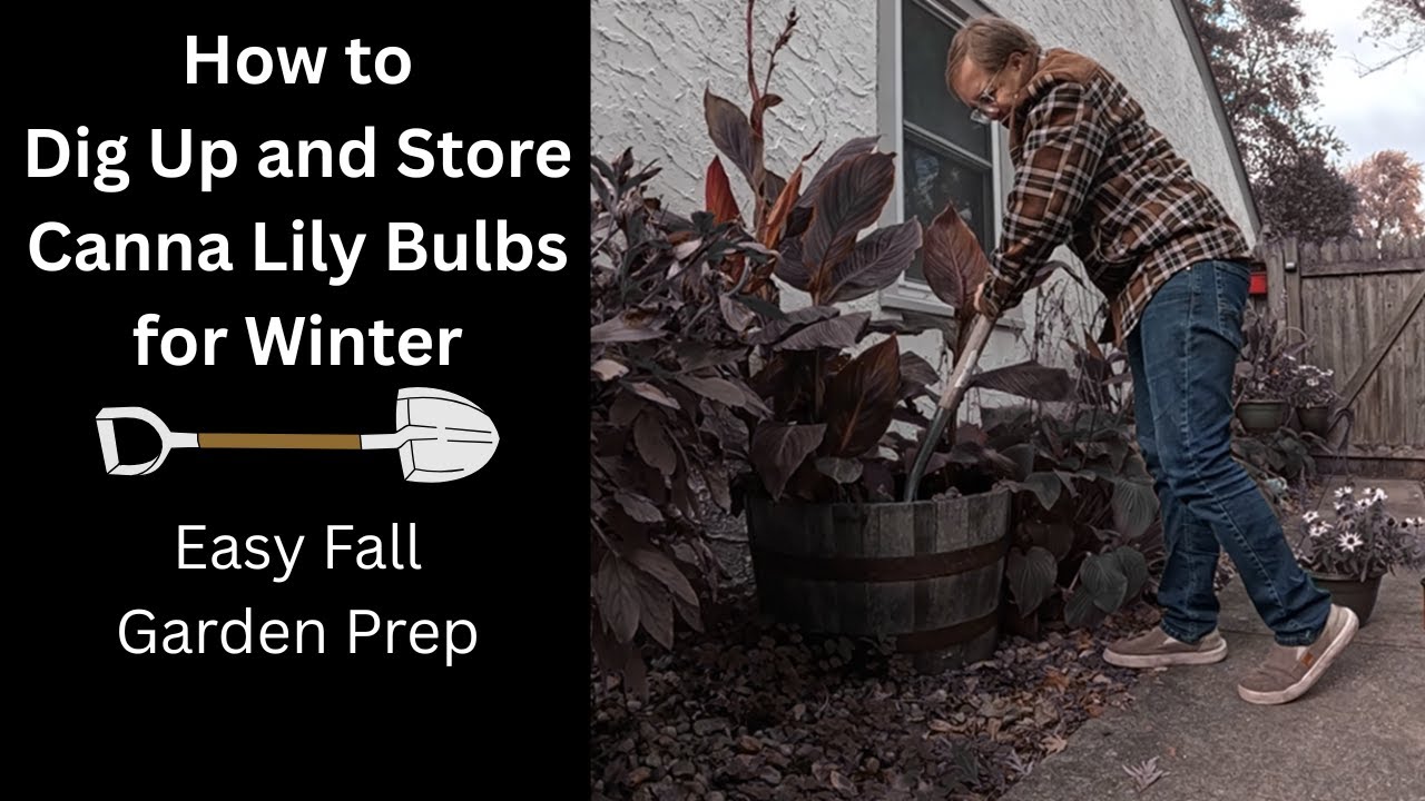 How to Dig Up and Store Canna Lily Bulbs for Winter | Easy Fall Garden Prep