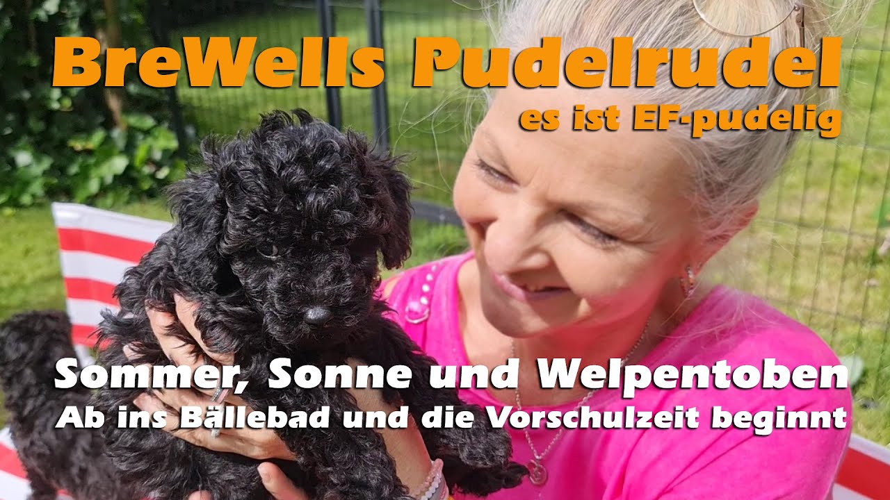 Zwergpudel - Sommer, Sonne und Welpentoben | Ab ins Bällebad und die Vorschulzeit beginnt