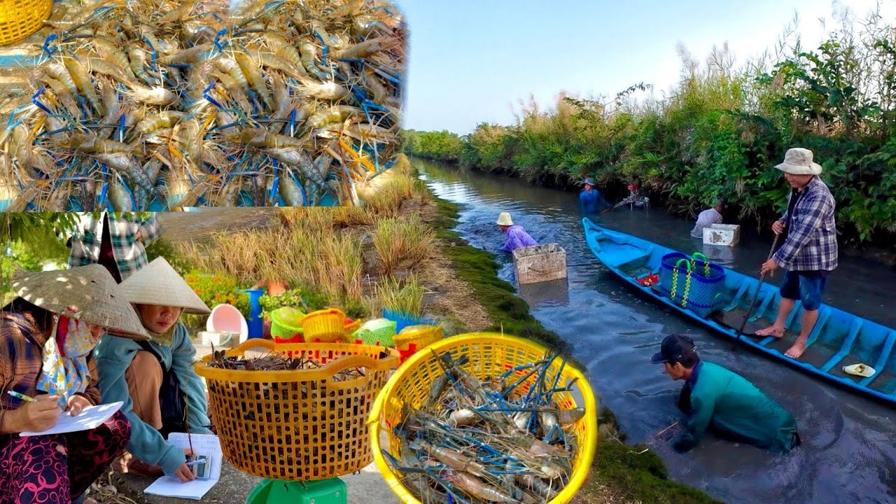 Phụ Cậu 9 Thu Hoạch Tôm Càng Xanh ,Kết Quả Như Thế Nào Sau 1 Năm Thả Nuôi•UMQT | #1026