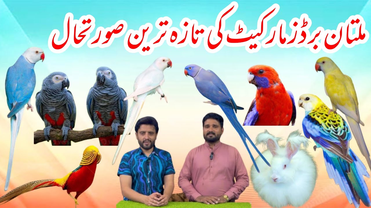 Multan Sunday Birds Market Rasheedabad 29 September 2024 part 3