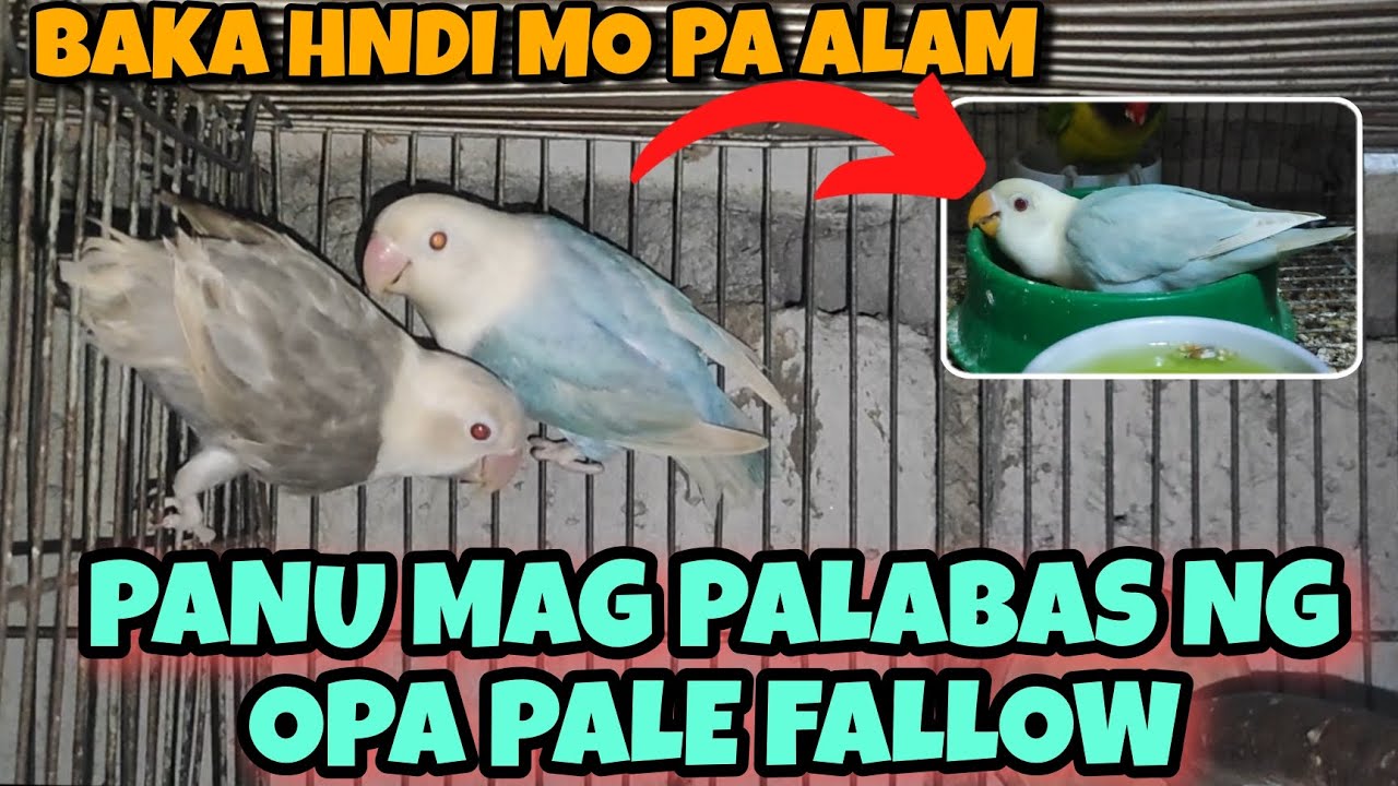 PANU BA MAG PALABAS NG OPA PALE FALLOW #lovebirds #africanlovebird #video