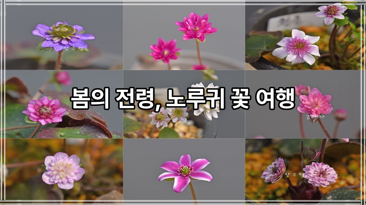 노루귀 꽃 여행 (노루귀 2번째영상)