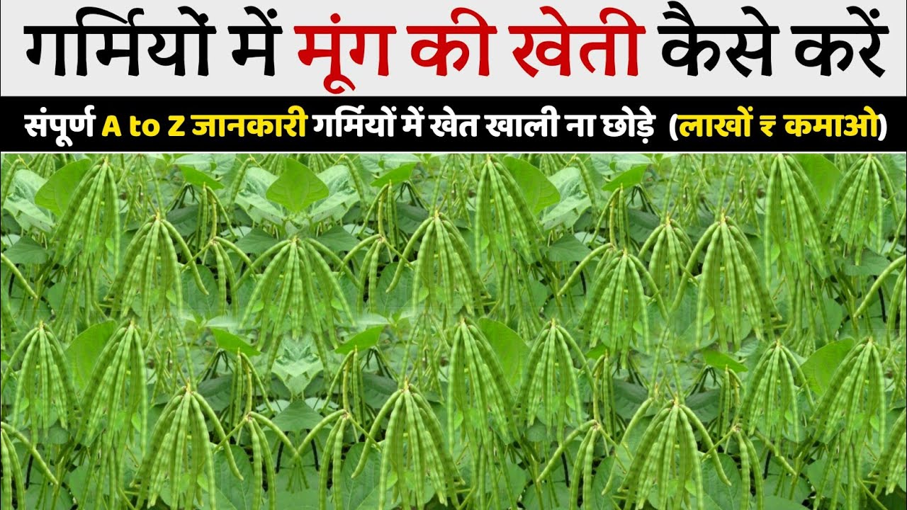 Moong ki kheti | मूंग की खेती | moong ki kheti kaise karen | A2Z Full Video | Variety | Seeds | khad