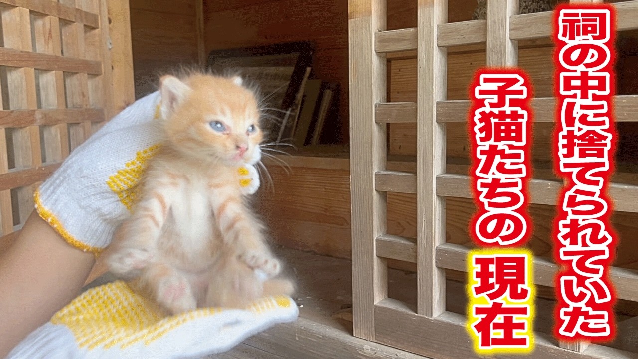 祠の中から必死に鳴き叫んでいた生後一ヶ月の子猫三匹を保護して１年、子猫達は今‥