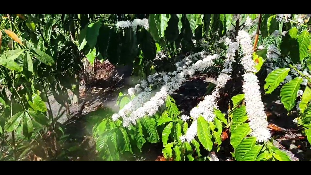 Hệ thống tưới tiết kiệm cho cây cà phê