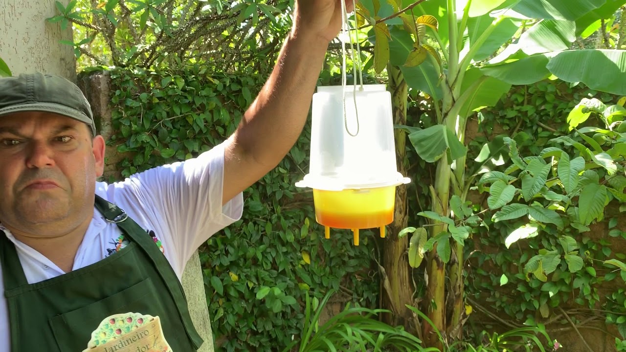 Mosca da fruta - agora você vai saber como usar uma armadilha para colher frutas sem bichos no pomar