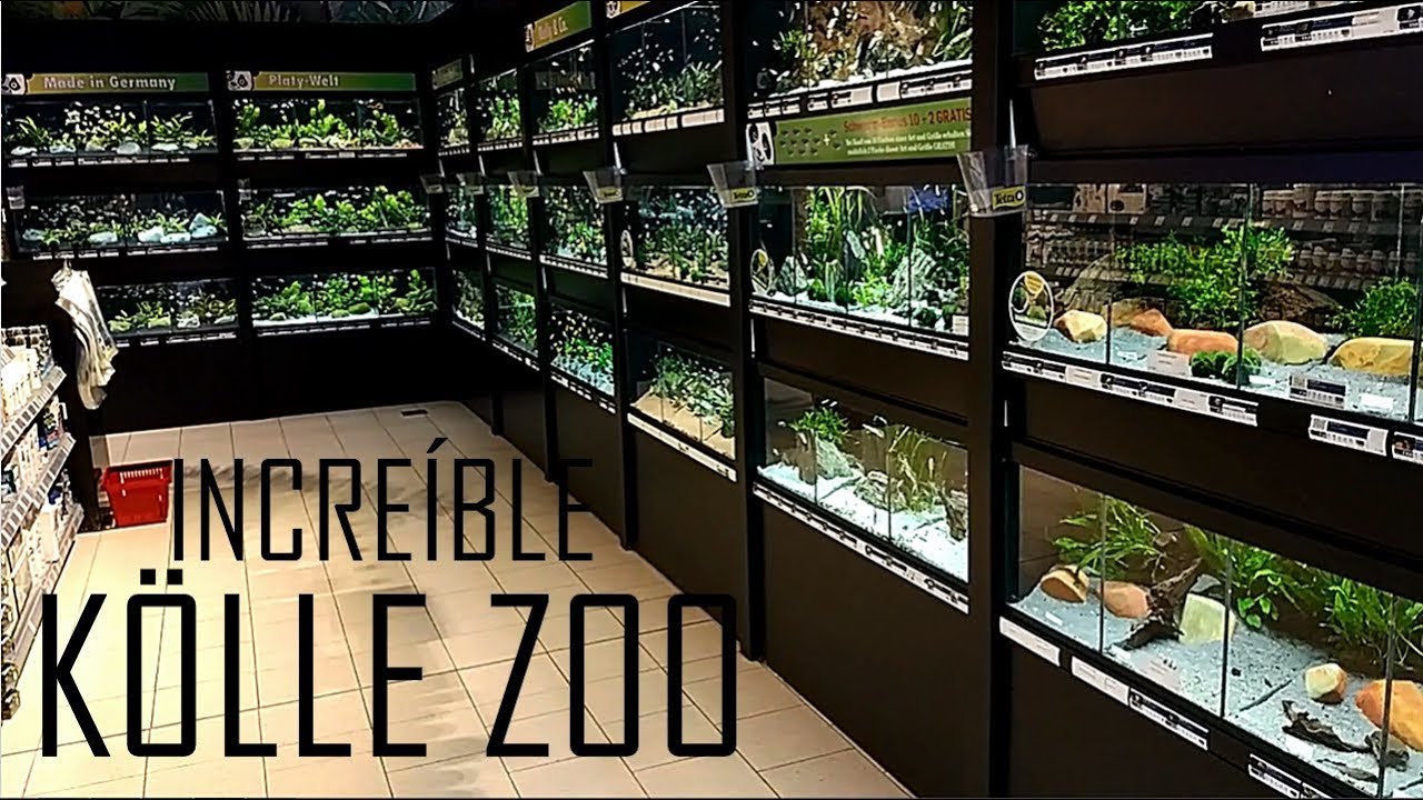 DE TIENDAS POR NÜREMBERG: Kölle Zoo (ESPECTACULAR!!!!)