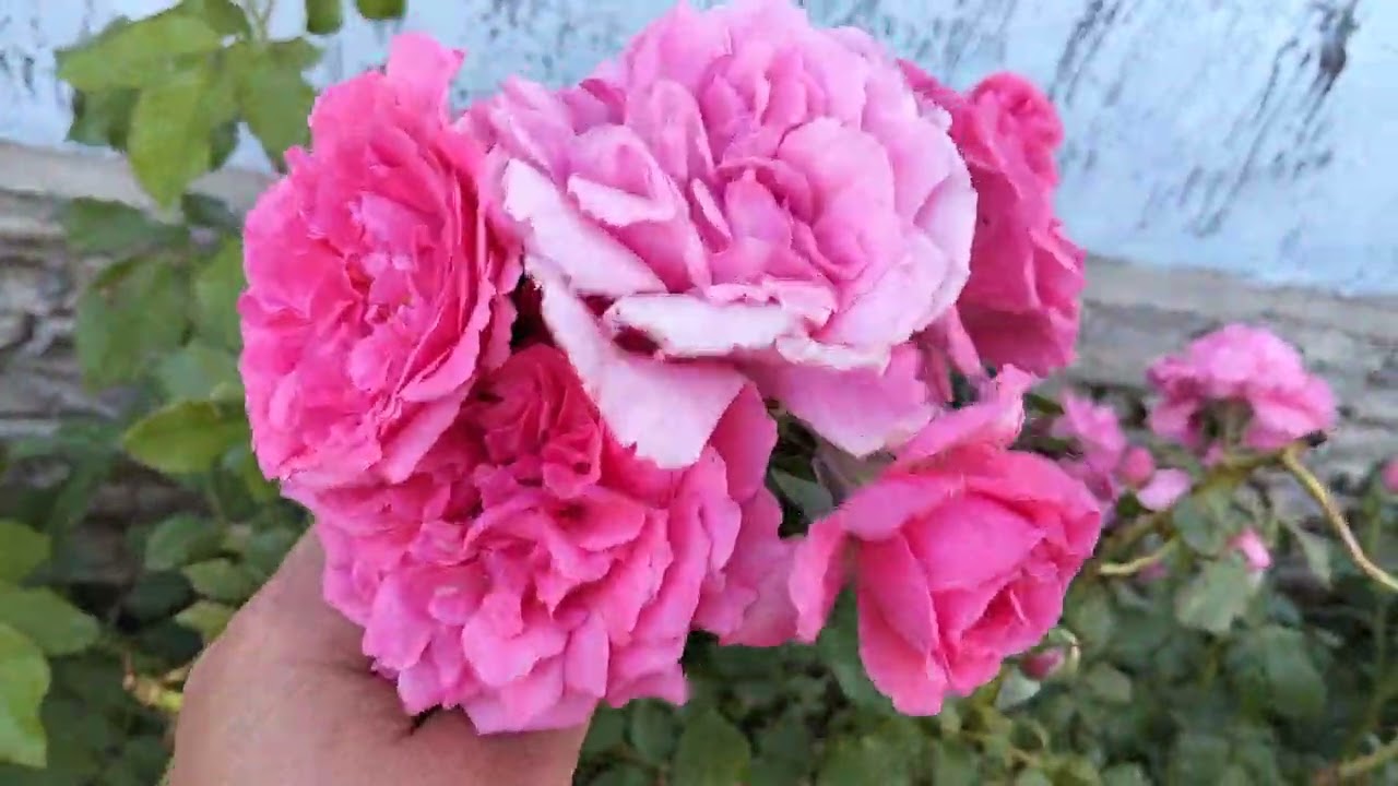 Жаздан естелік , жұма таңы🌹