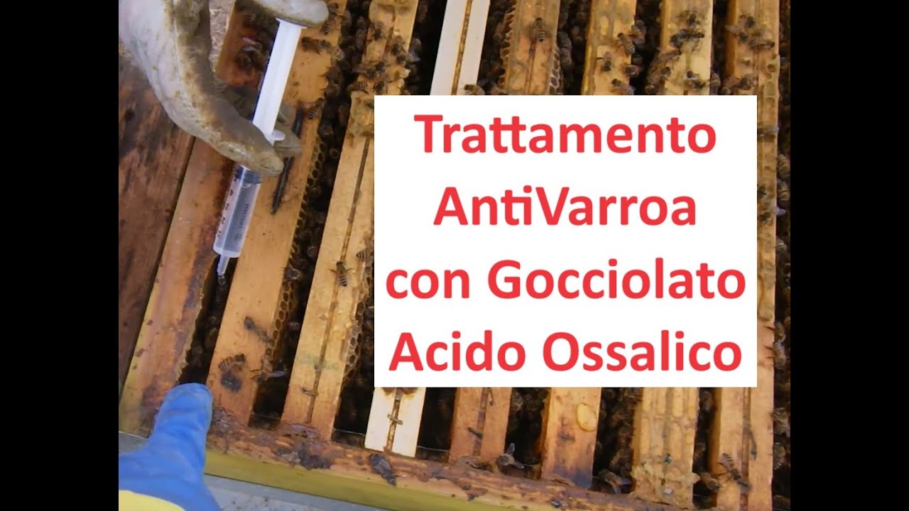 Gocciolato Acido Ossalico - Trattamento Anti Varroa