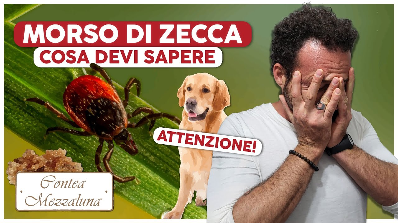 Zecche e Morso: Cosa Fare e Come Prevenire Problemi