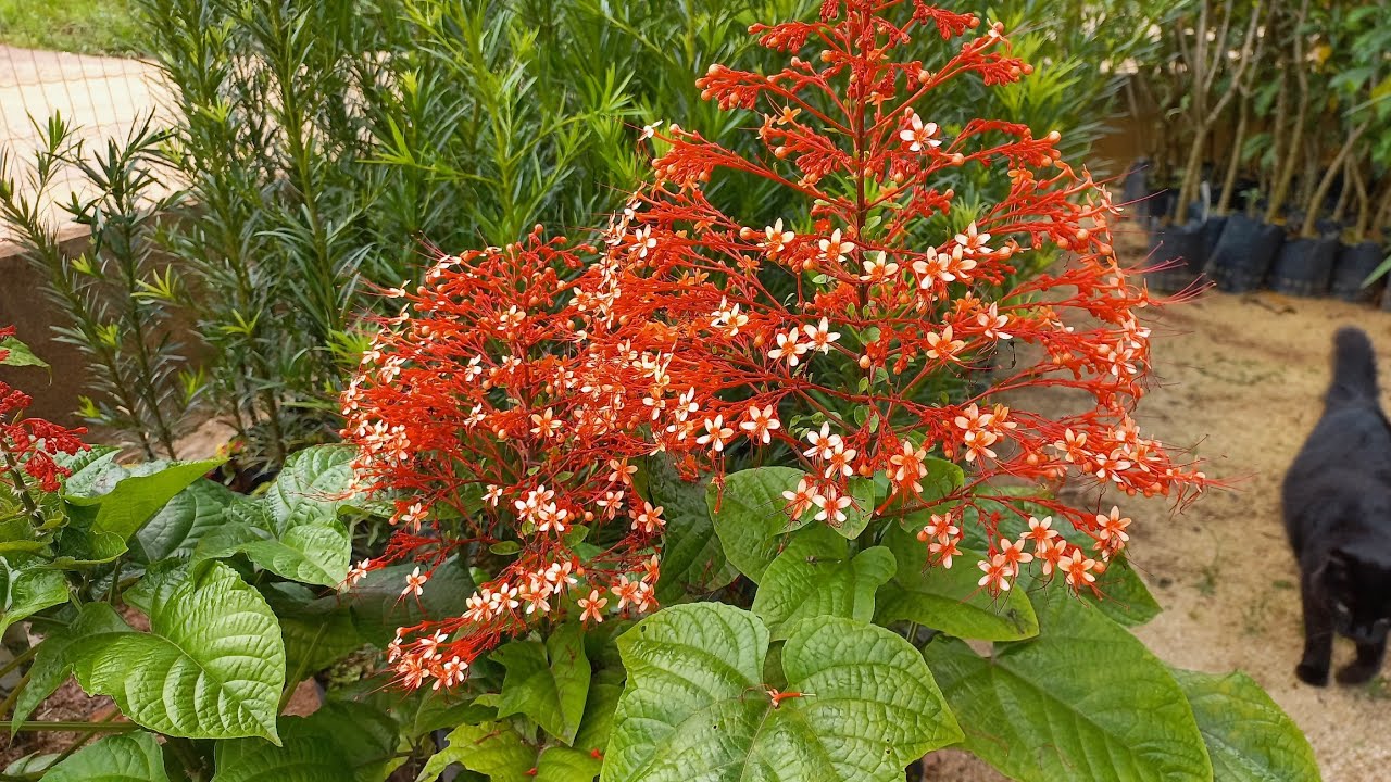 Flor do Pagode  clerodendro paniculatum uma maravilha da natureza