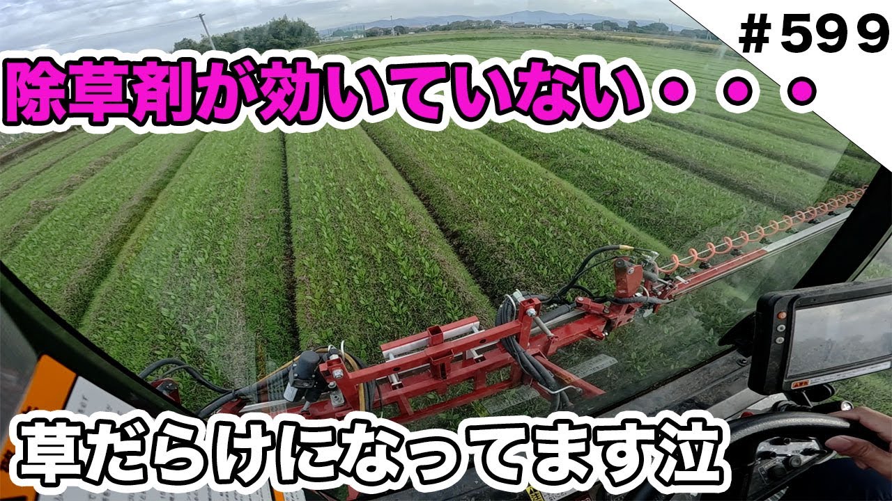 除草剤が効いていない・・・　圃場が草だらけになってます泣