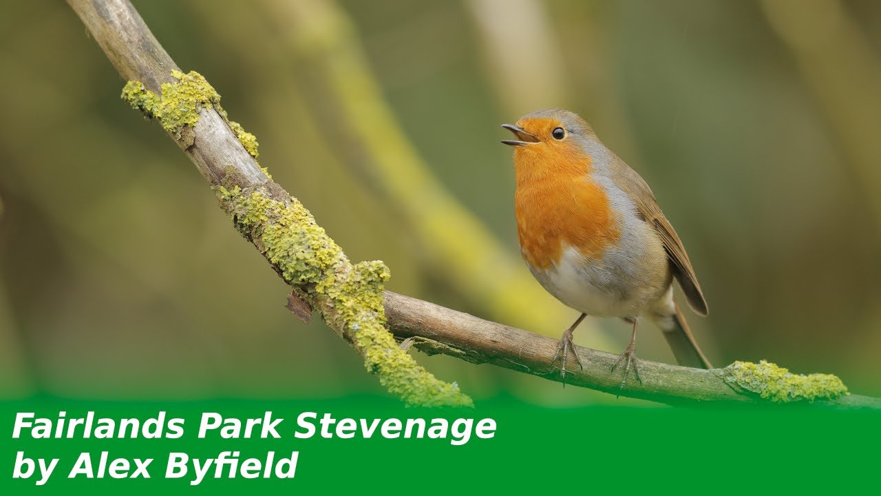 Fairlands park Stevenage wildlife compilation