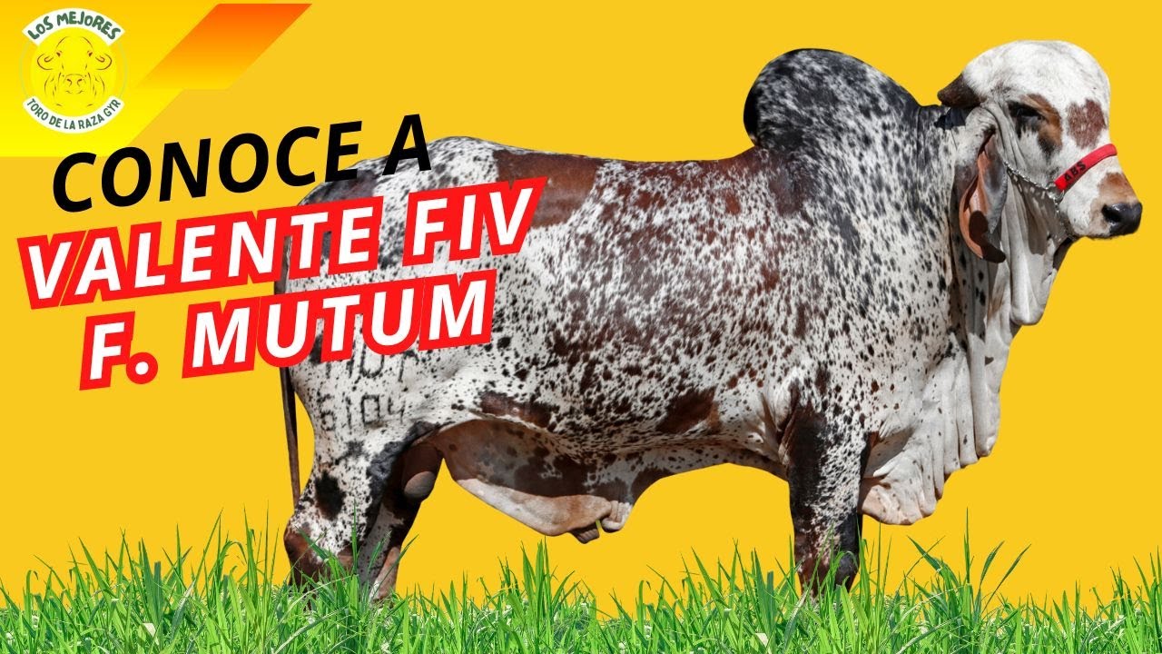 Este Toro Tiene Una Historia Gen&eacute;tica IMPRESIONANTE &ndash; &iexcl;Te Sorprender&aacute;!