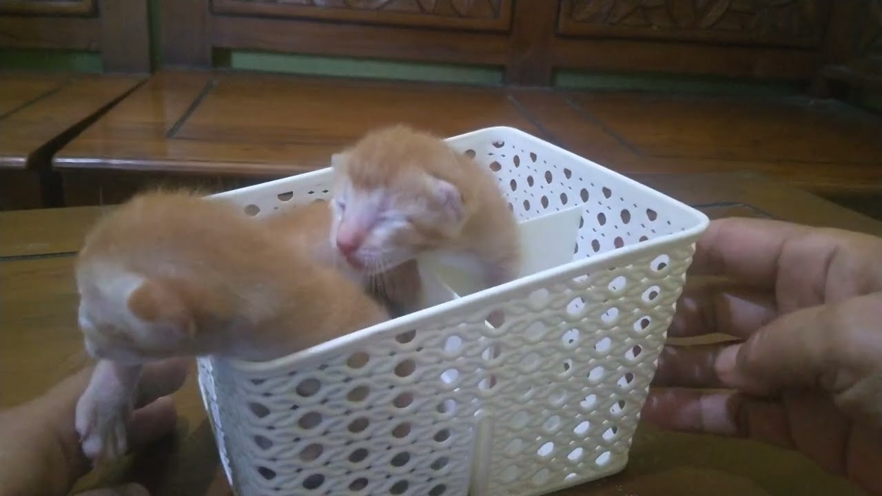 Imut, gemes, sudah lincah umur 7 hari #kitten #cute #cat #videoviral #funny #fyp 