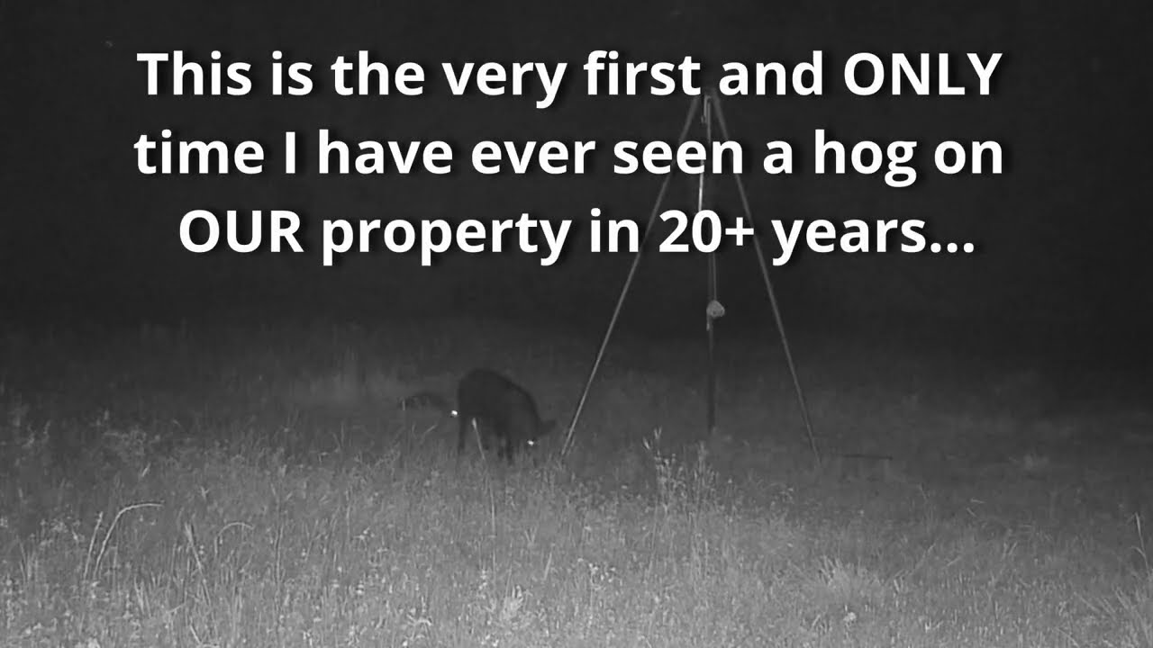 Hog Spotted - first one in 20+ years!
