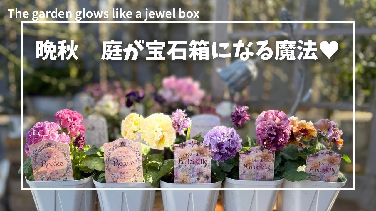 お洒落な色のパンジービオラ💎晩秋は庭がそっと宝石箱に変わる季節💎ロココ🎀ローブドゥアントワネット/DIY散水栓