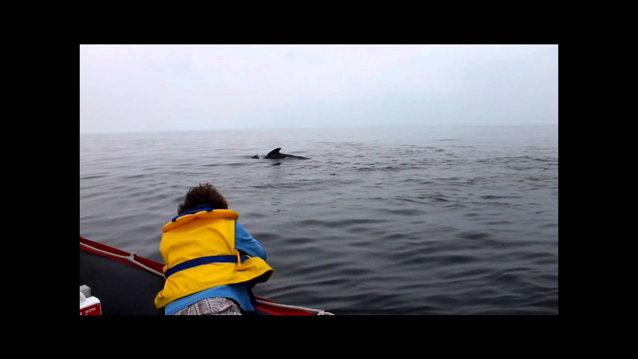 Zodiac Whale Watching at its Best.wmv