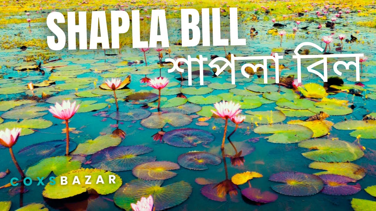 Shapla Bill || Ukhiya,Coxs Bazar || 4K Drone Footage || শাপলা বিল-উখিয়া,কক্সবাজার,