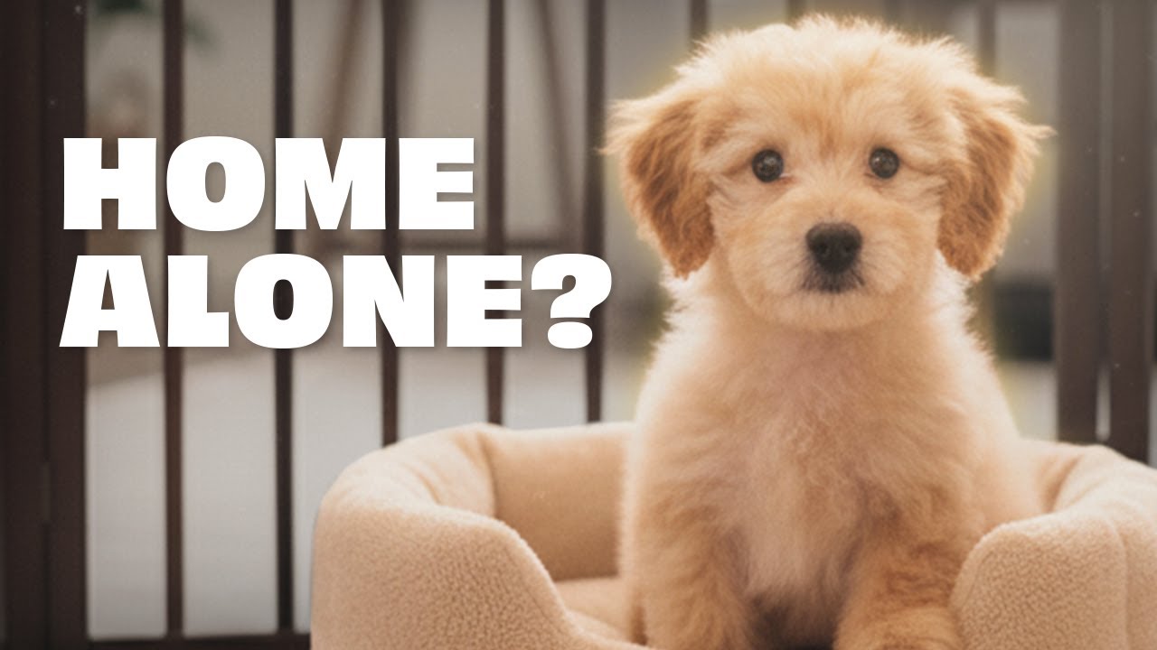 Puppy Separation Training | Calm Behavior in a Crate or Gated Area