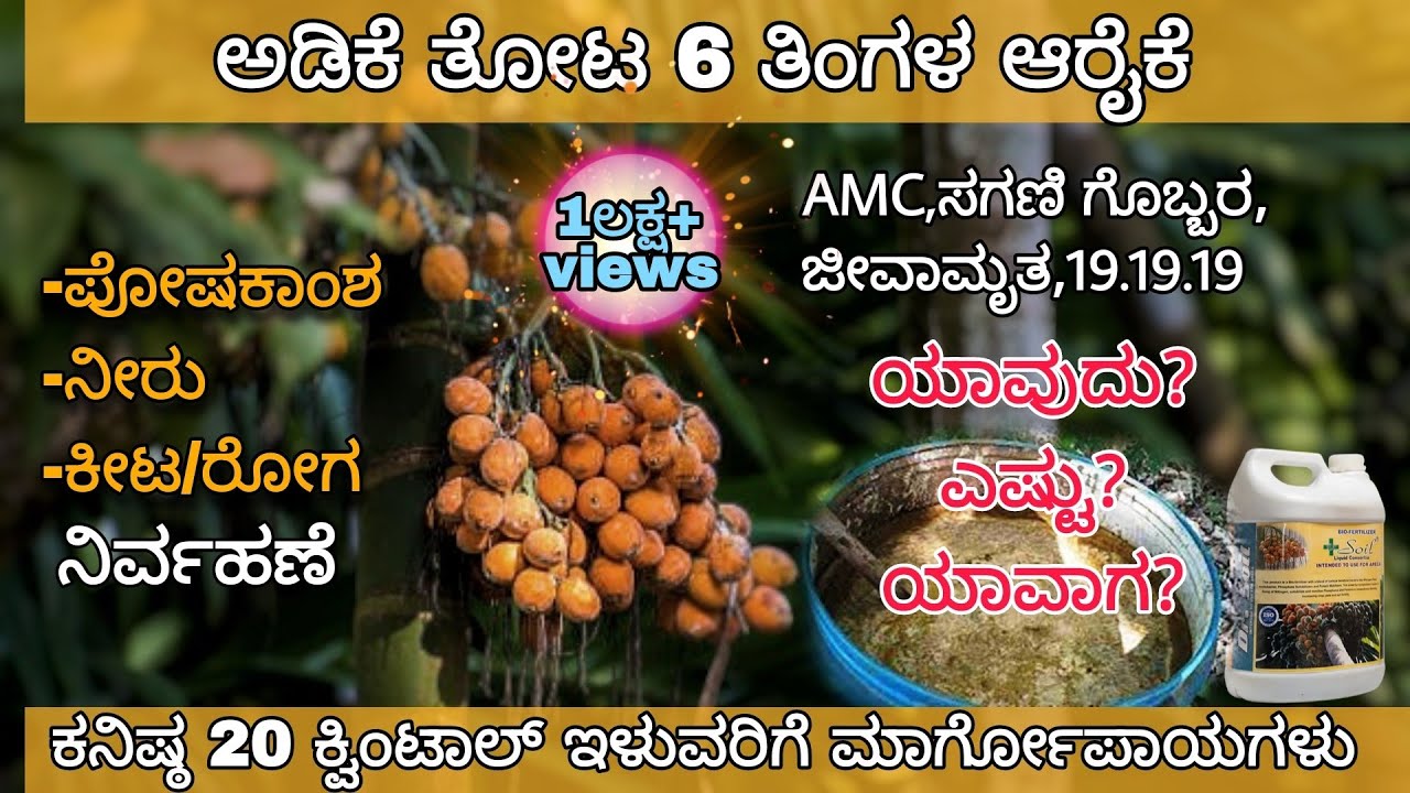 Arecanut Complete Package for Maximum yield | Nutrition,Water,Disease & Insect Management |