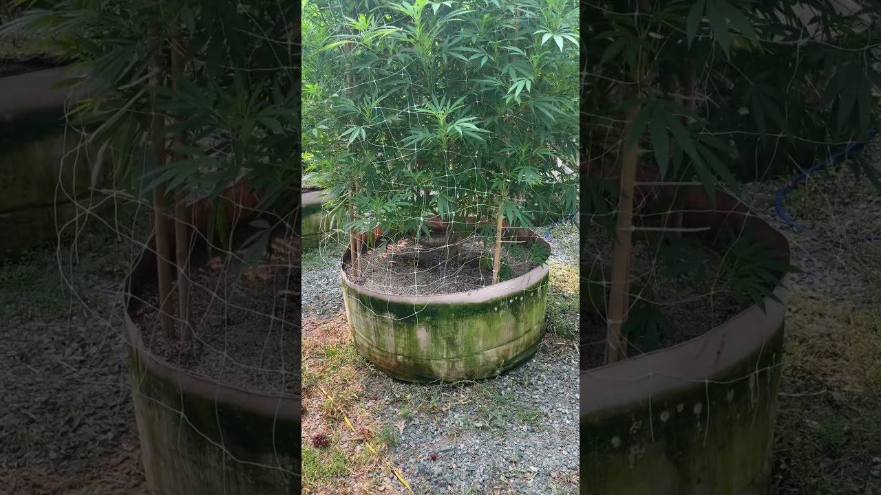 10,000sf legal farm. Emerald triangle 2021