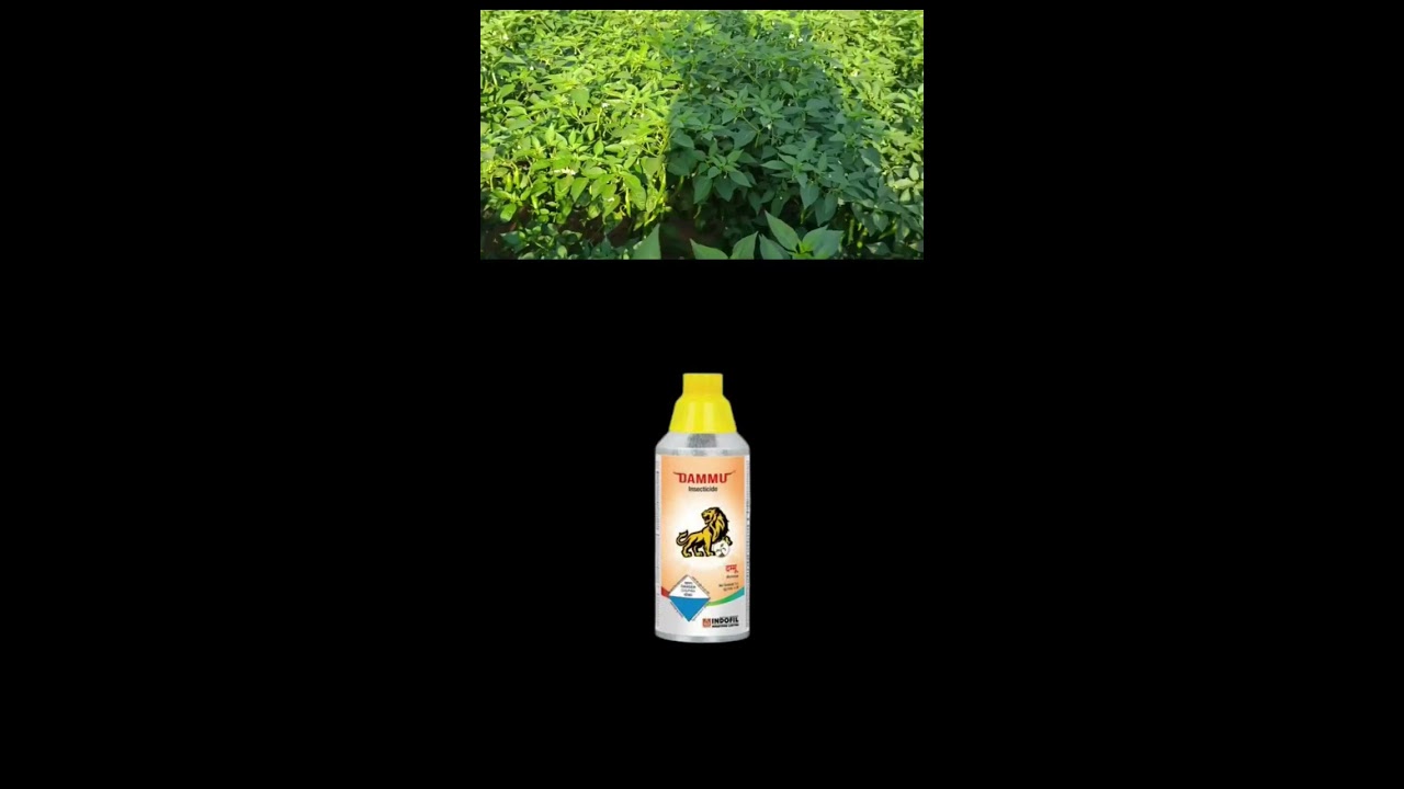 #Dammu #indofilo. #దమ్ము #propargite50% #Bifenthrin_50 #dammu_in_telugu  #indofil