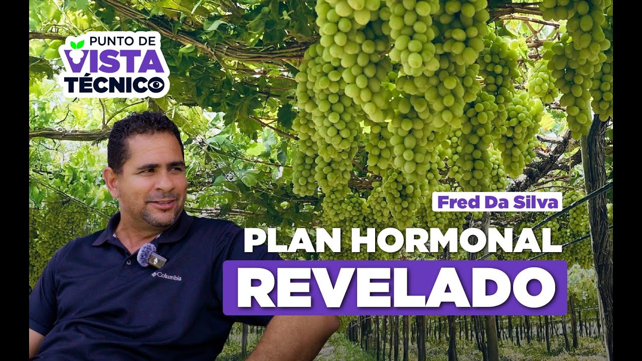 Hormonas en Uva de Mesa: Qué Aplicar y Cuándo | Fred Da Silva en Punto de Vista Técnico
