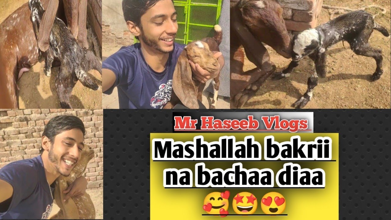 Mashallah bakrii na bachaa dy dia🥰❤️☺️||Mr Haseeb Vlogs 🙂||