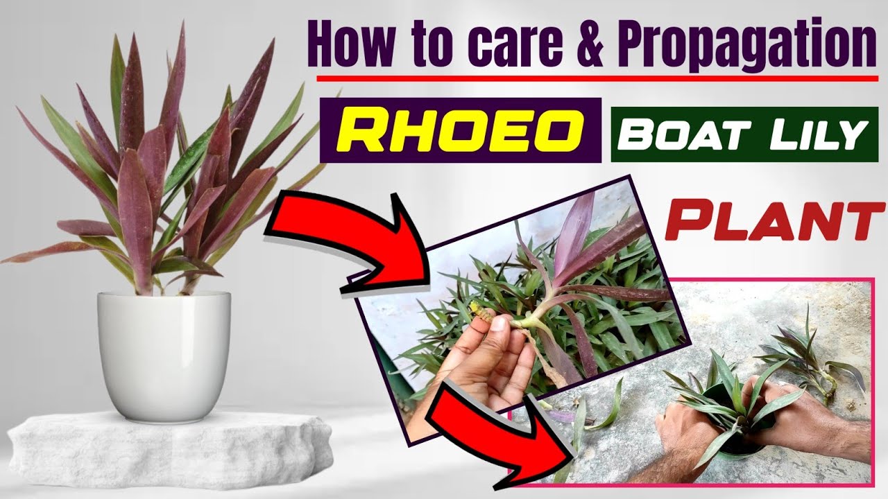Grow and care guide for Rhoeo discolor/ Boat lily/ Oyster plant | an ornamental houseplant