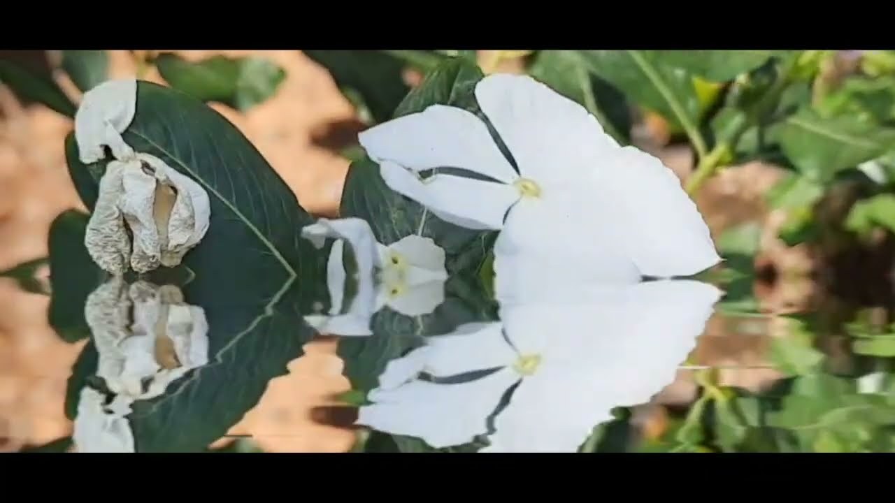 ശരത്ത് പാർവതിയെ കരുവാക്കി ദേവികക്കുമുന്നിൽ ജയിക്കുന്നുശരത്തിന്റെ മുന്നിൽ വീണ്ടും ദേവിക തോൽക്കുന്നു 