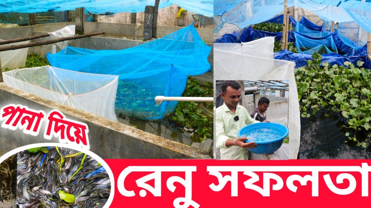 অনেক বার অসফল হবার পর এখন সফল ভাবে শিং মাছের চারা তৈরি করছেন  // SINGHI FISH BREEDING
