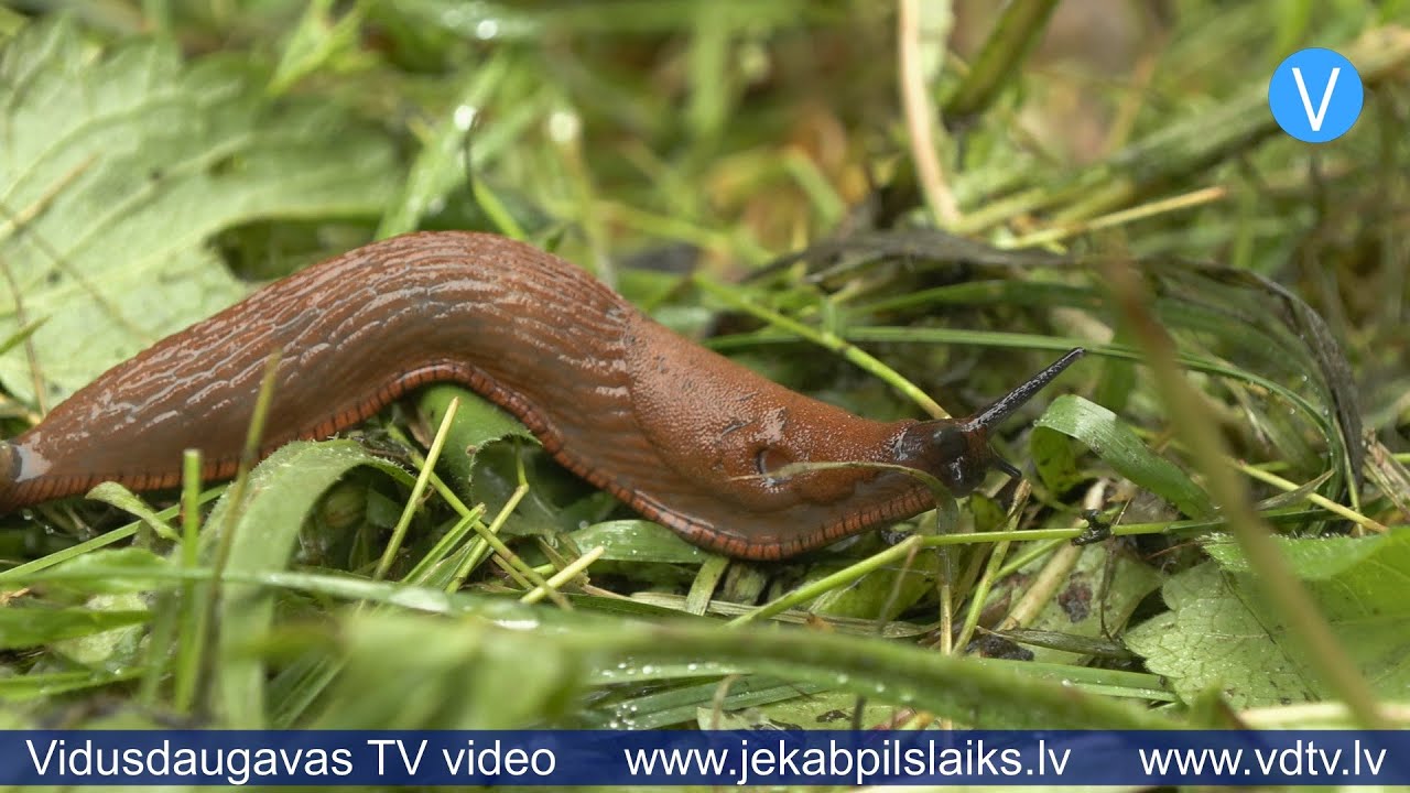 Jēkabpilī cīņa ar Spānijas kailgliemežiem kļūst par ikdienu