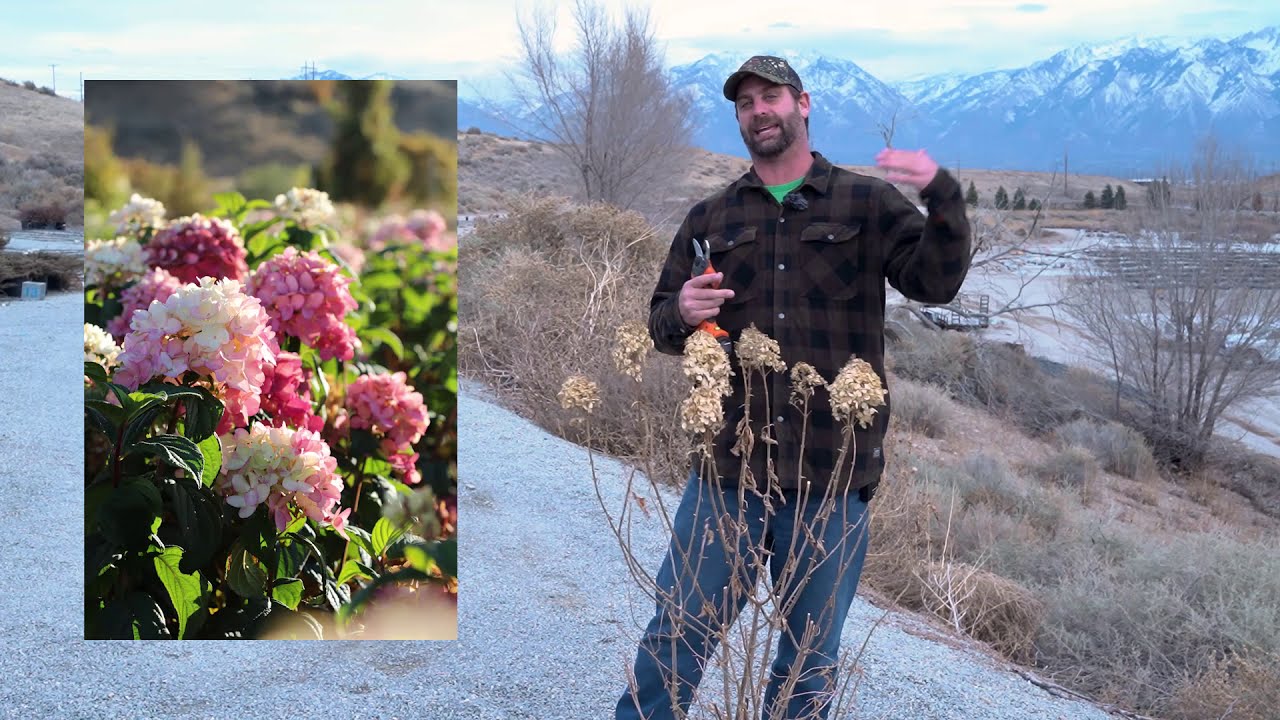 Pruning Panicle Hydrangeas