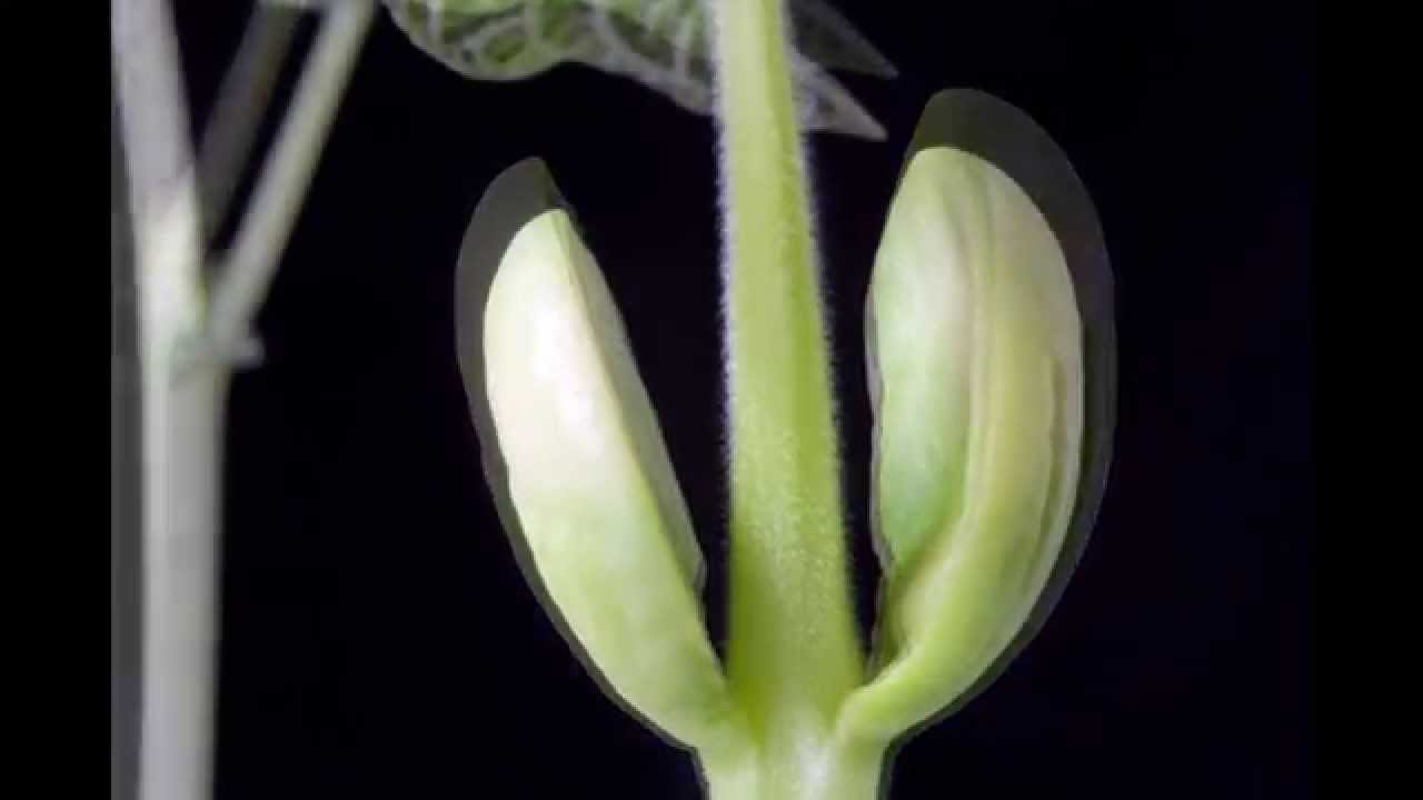 Radici fittonanti, radici fascicolate, Monocotiledoni e Dicotiledoni