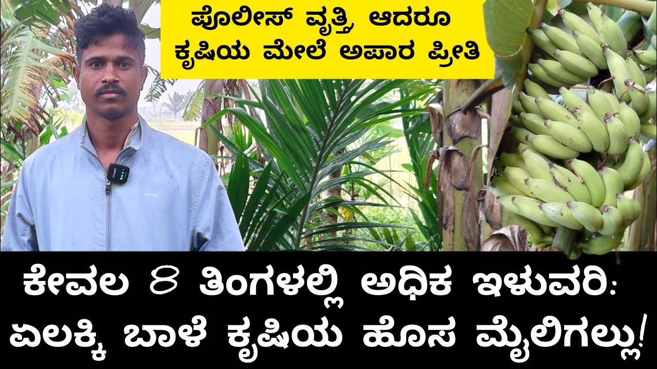 ಎಂಟೇ ತಿಂಗಳಲ್ಲಿ ಅಧಿಕ ಇಳುವರಿ ನೀಡುವ ಏಲಕ್ಕಿ ಬಾಳೆ |  The Game-Changer in Yelakki Banana Cultivation |