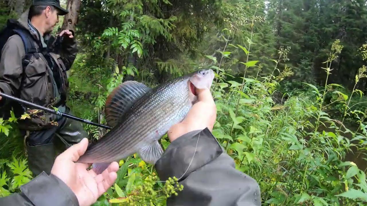 Крупный хариус на мормышку в ручьях среди бескрайних болот.Часть первая.
