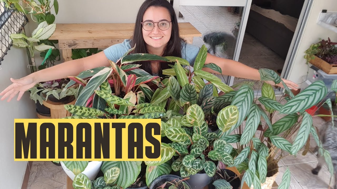 TOUR PELAS MINHAS MARANTAS - TIPOS E DICAS DE CULTIVO