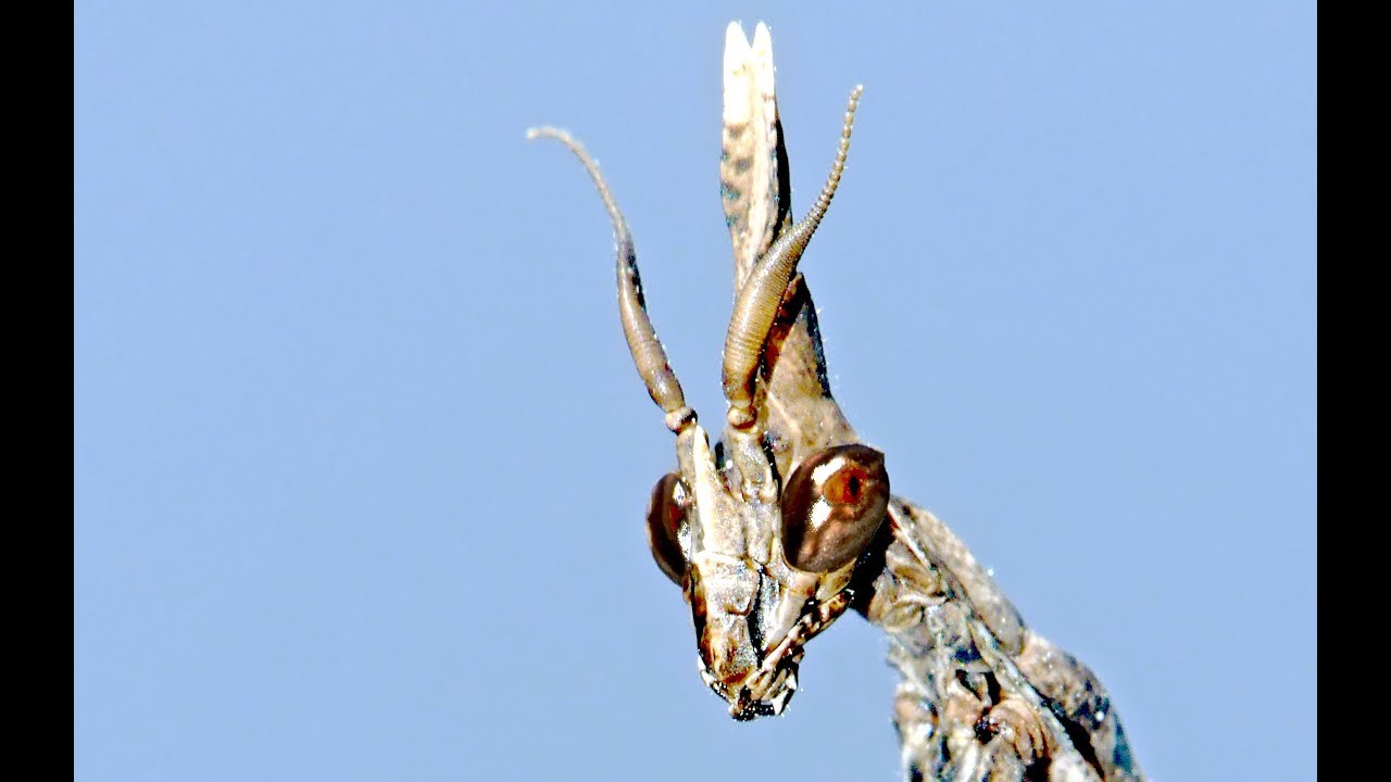 Real Alien Predator Perigoso Predador 危险 外侨 ख़तरनाक विदेशी
