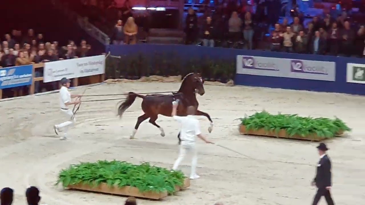 2024 Cizandro (s. Waldemar), KWPN Stallions Show