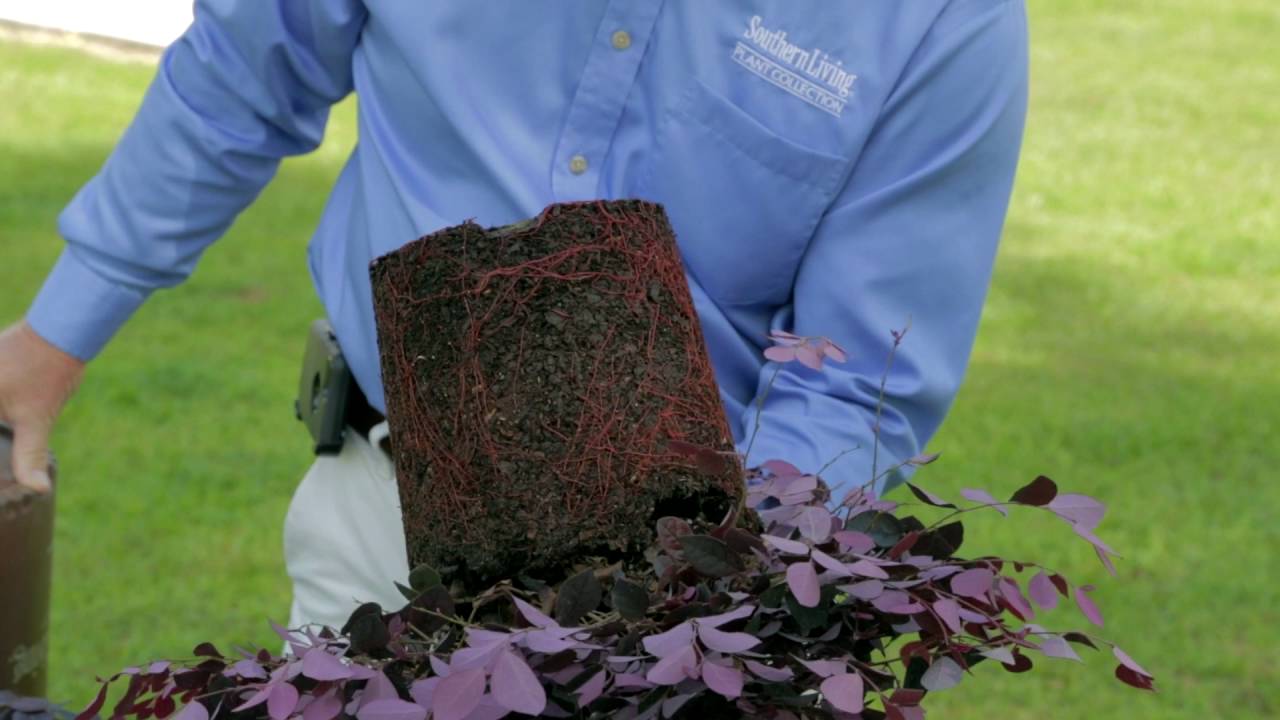 How to Care For and Plant Purple Pixie Dwarf Weeping Loropetalum - Special Tips from Southern Living