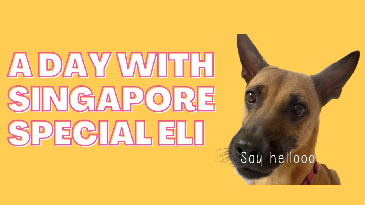 [VLOG] A day with Singapore Special Eli